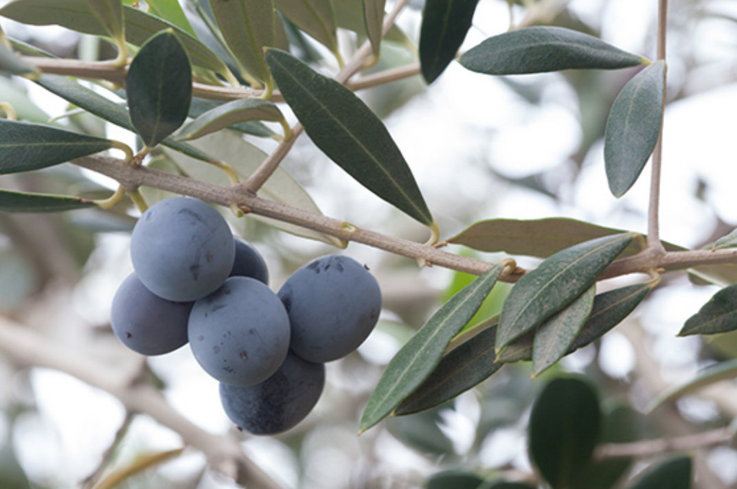 Arbequina
