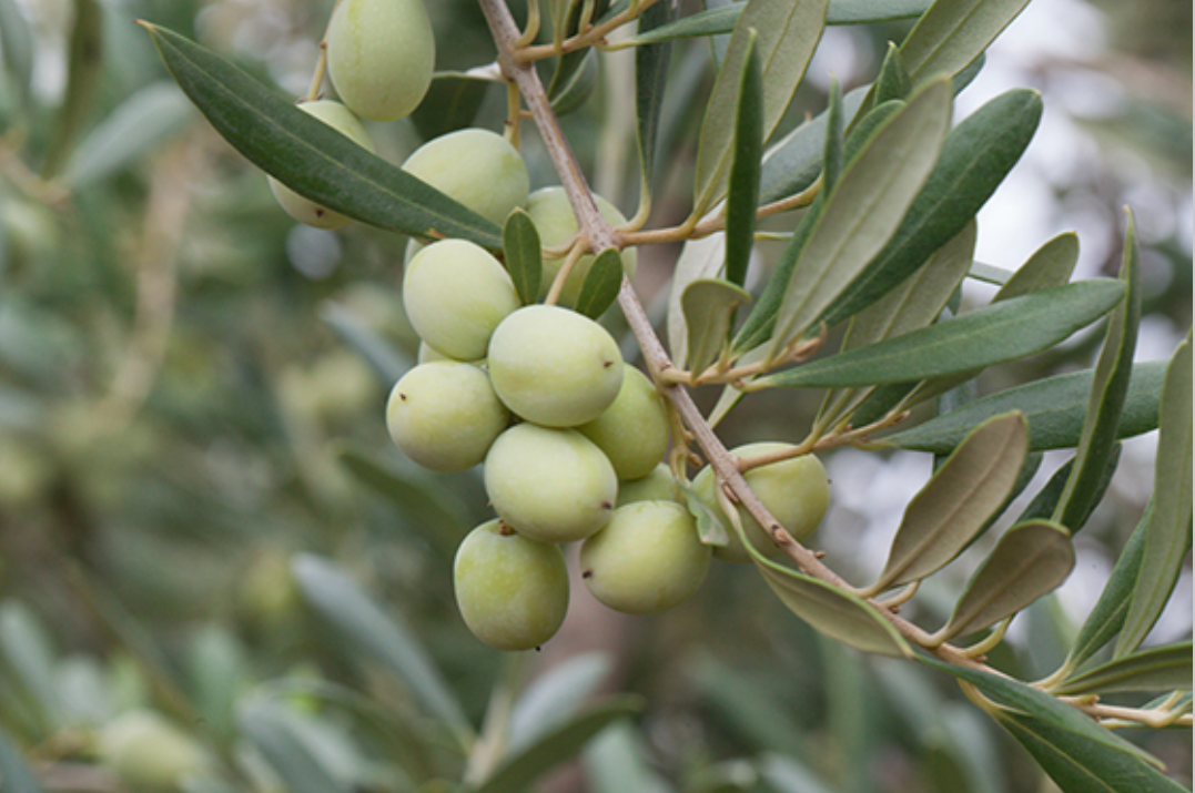 Arbosana