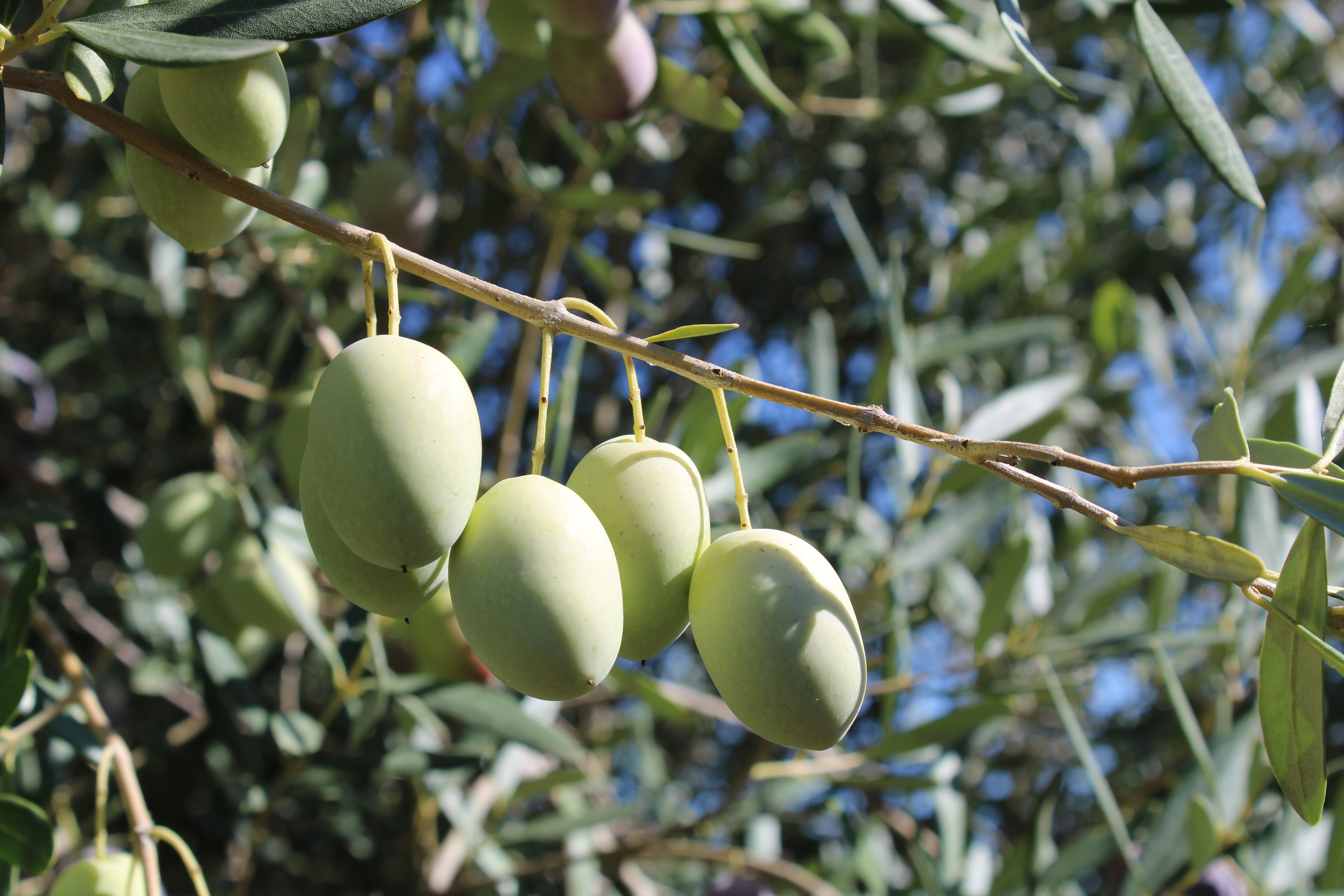 Chalkidikis