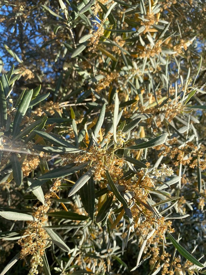 Figure x. Flowering damage in olive by heat.