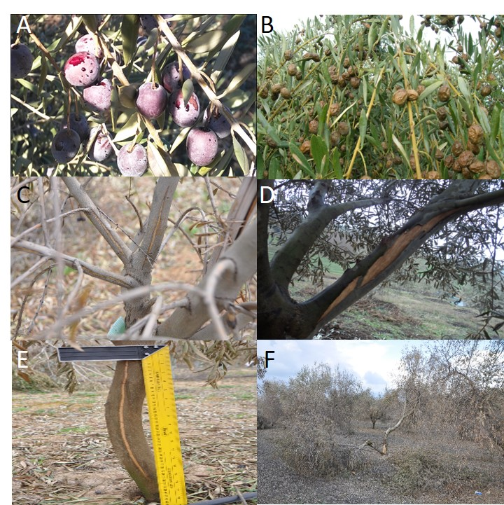 Figure X. Symptoms of freezing stress in olive trees