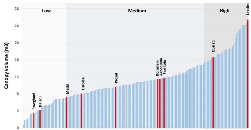 Canopy volume
