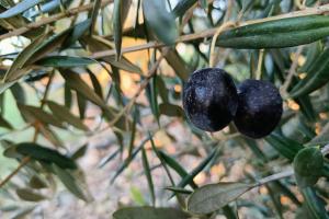 Manzanilla de Sevilla 