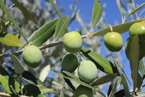 Nocellara del Belıce