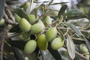 Picholine du Languedoc