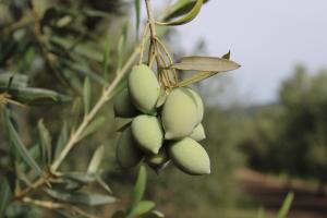 Tsounati
